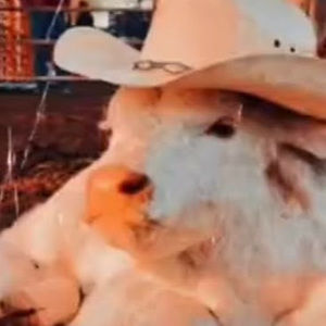 Meet your Posher, Isabella